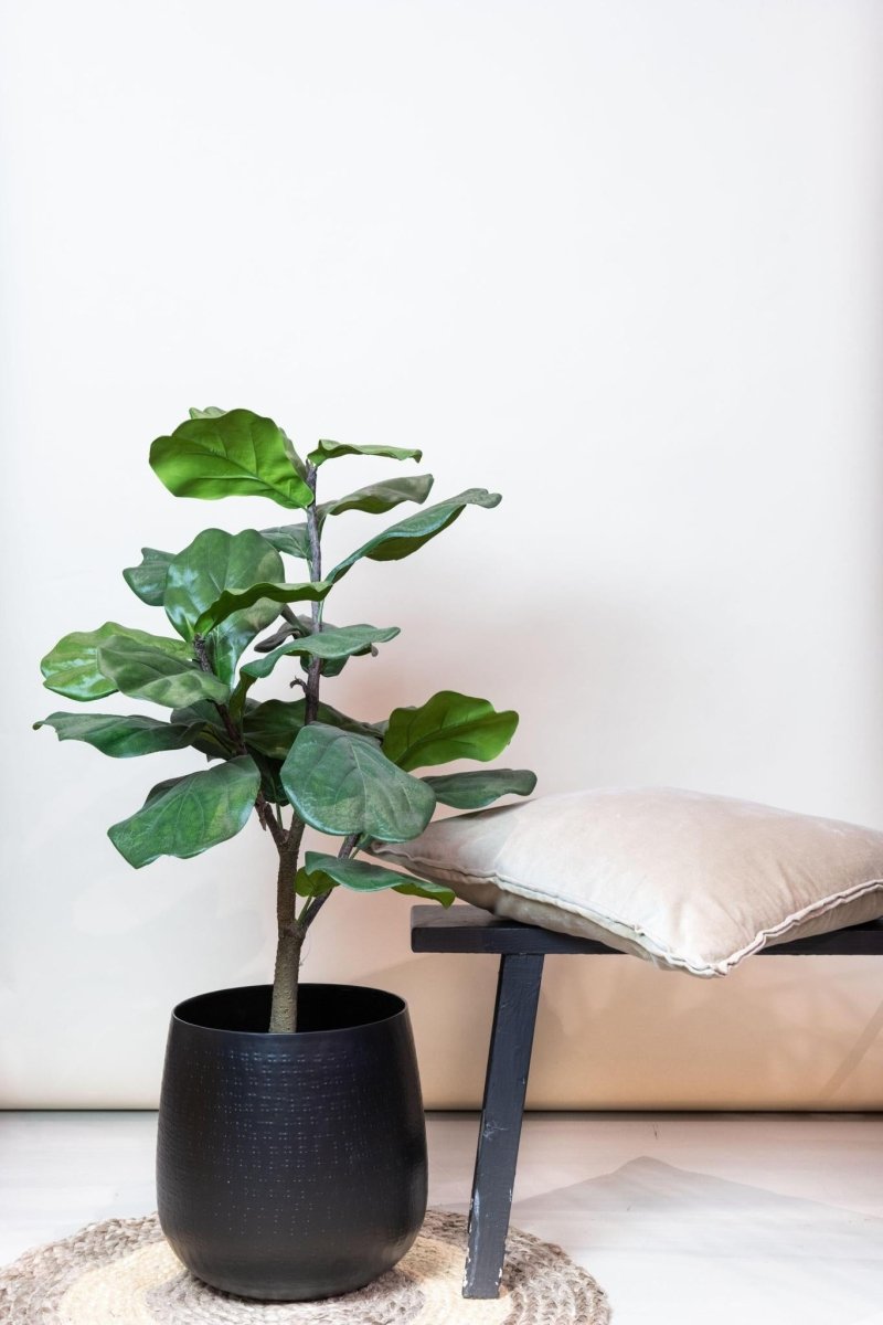 Ficus Lyrata - Tabaksplant | Kunstplant 3 - LushLeaf | Online planten bestellen