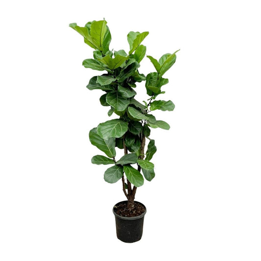 Ficus Lyrata vertakt 1 - LushLeaf | Online planten bestellen