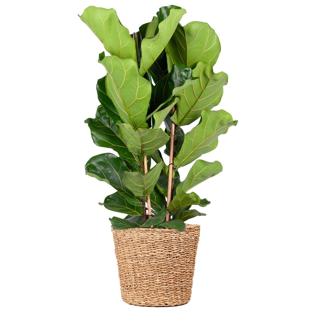 Ficus Lyrata XL met Torun mand naturel 1 - LushLeaf | Online planten bestellen