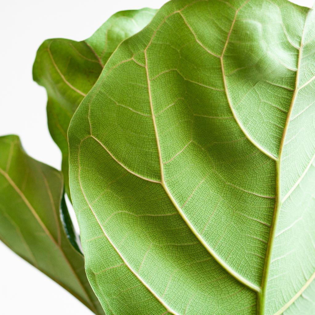 Ficus Lyrata XL met Torun mand naturel 4 - LushLeaf | Online planten bestellen