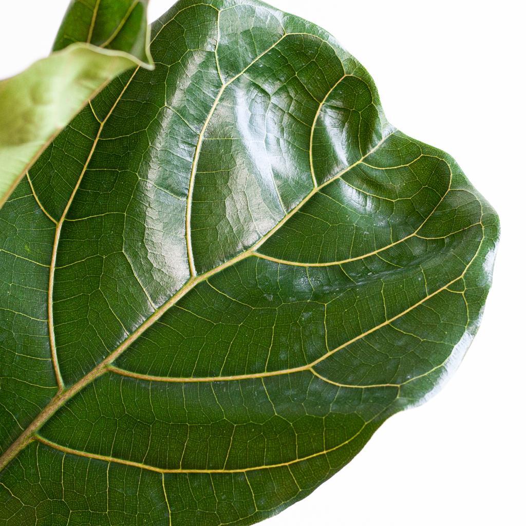 Ficus Lyrata XL met Torun mand naturel 2 - LushLeaf | Online planten bestellen