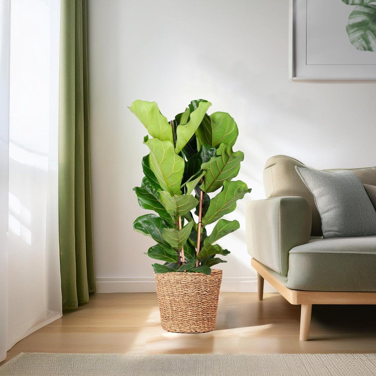 Ficus Lyrata XL met Torun mand naturel 3 - LushLeaf | Online planten bestellen