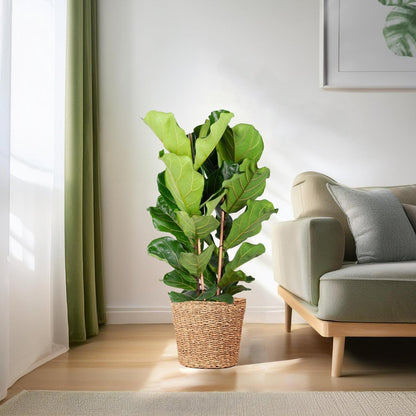 Ficus Lyrata XL met Torun mand naturel 3 - LushLeaf | Online planten bestellen