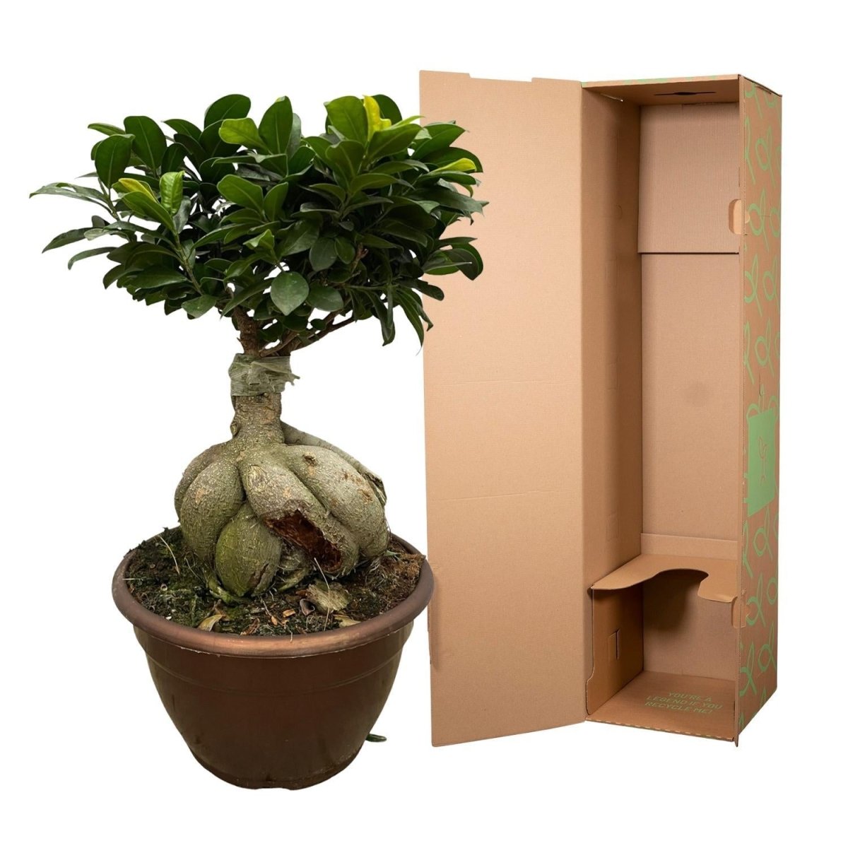 Ficus Microcarpa Ginseng 5 - LushLeaf | Online planten bestellen