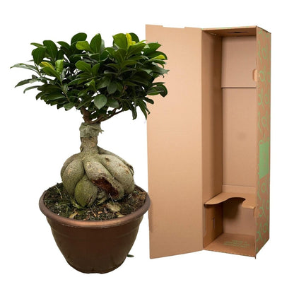 Ficus Microcarpa Ginseng 5 - LushLeaf | Online planten bestellen