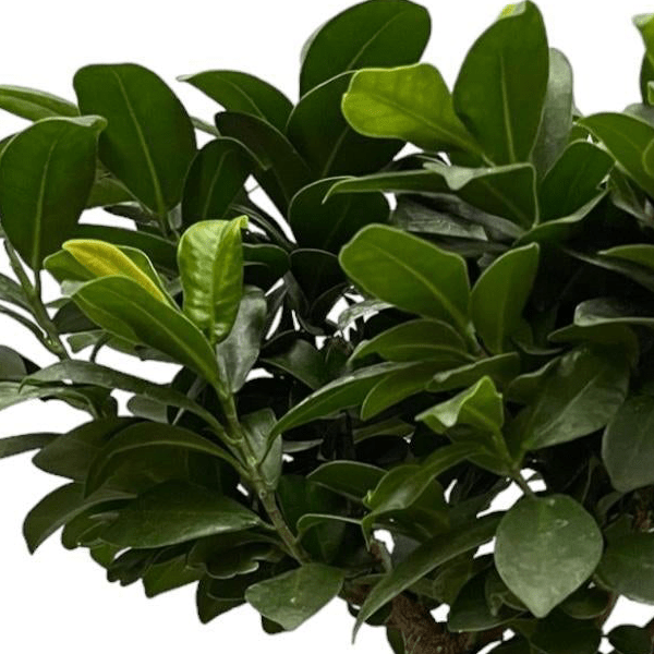 Ficus Microcarpa Ginseng 2 - LushLeaf | Online planten bestellen