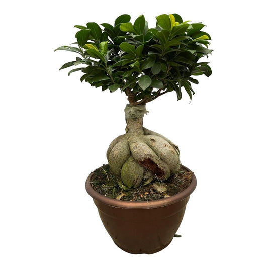 Ficus Microcarpa Ginseng 1 - LushLeaf | Online planten bestellen