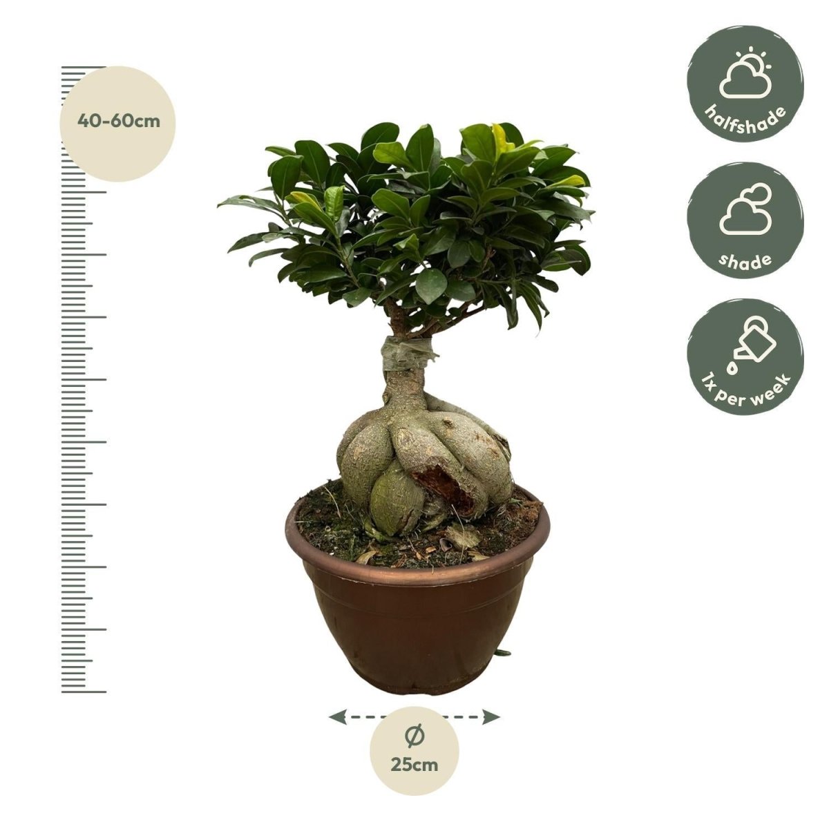 Ficus Microcarpa Ginseng 4 - LushLeaf | Online planten bestellen