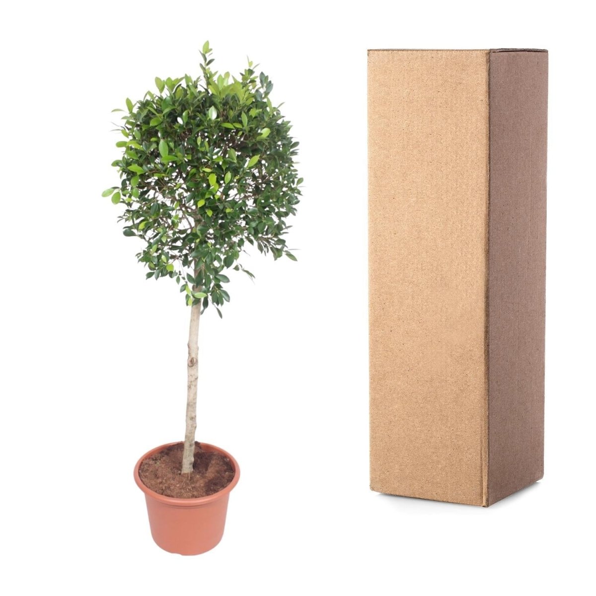 Ficus Nitida boom 5 - LushLeaf | Online planten bestellen