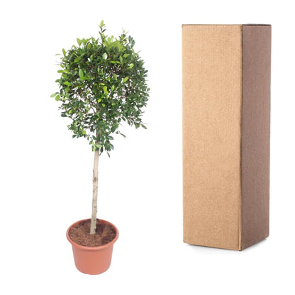 Ficus Nitida boom 5 - LushLeaf | Online planten bestellen