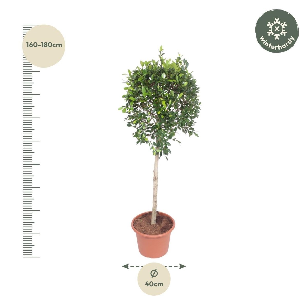 Ficus Nitida boom 4 - LushLeaf | Online planten bestellen