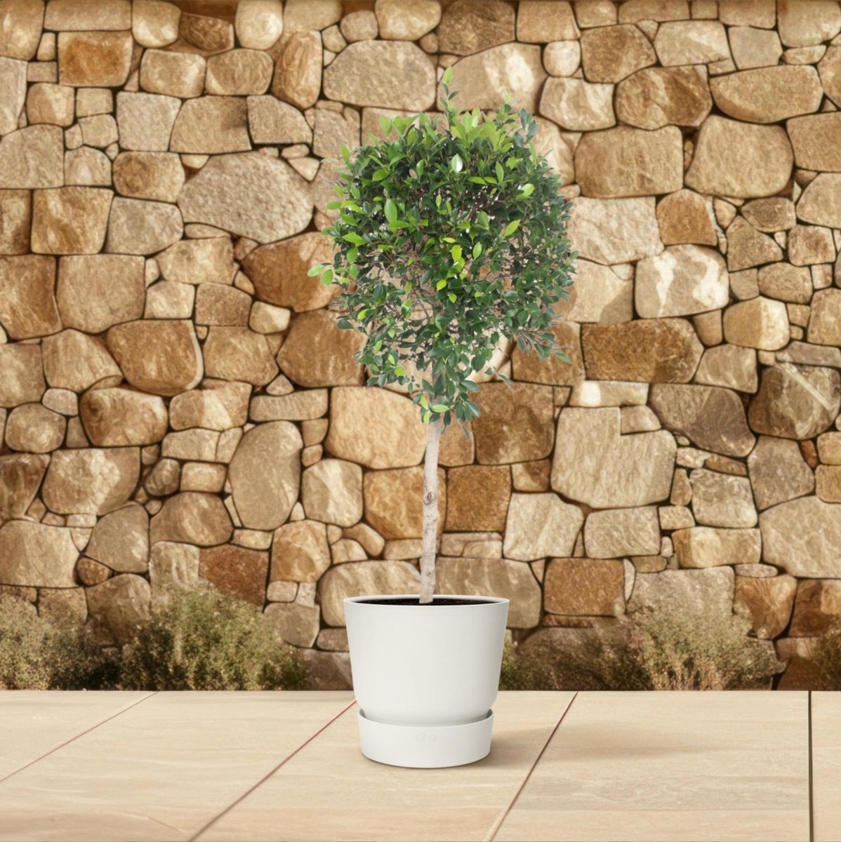 Ficus Nitida boom 3 - LushLeaf | Online planten bestellen
