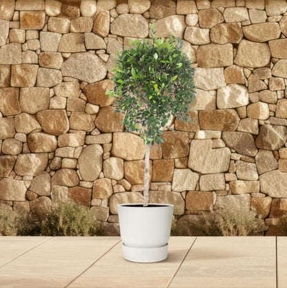 Ficus Nitida boom 3 - LushLeaf | Online planten bestellen