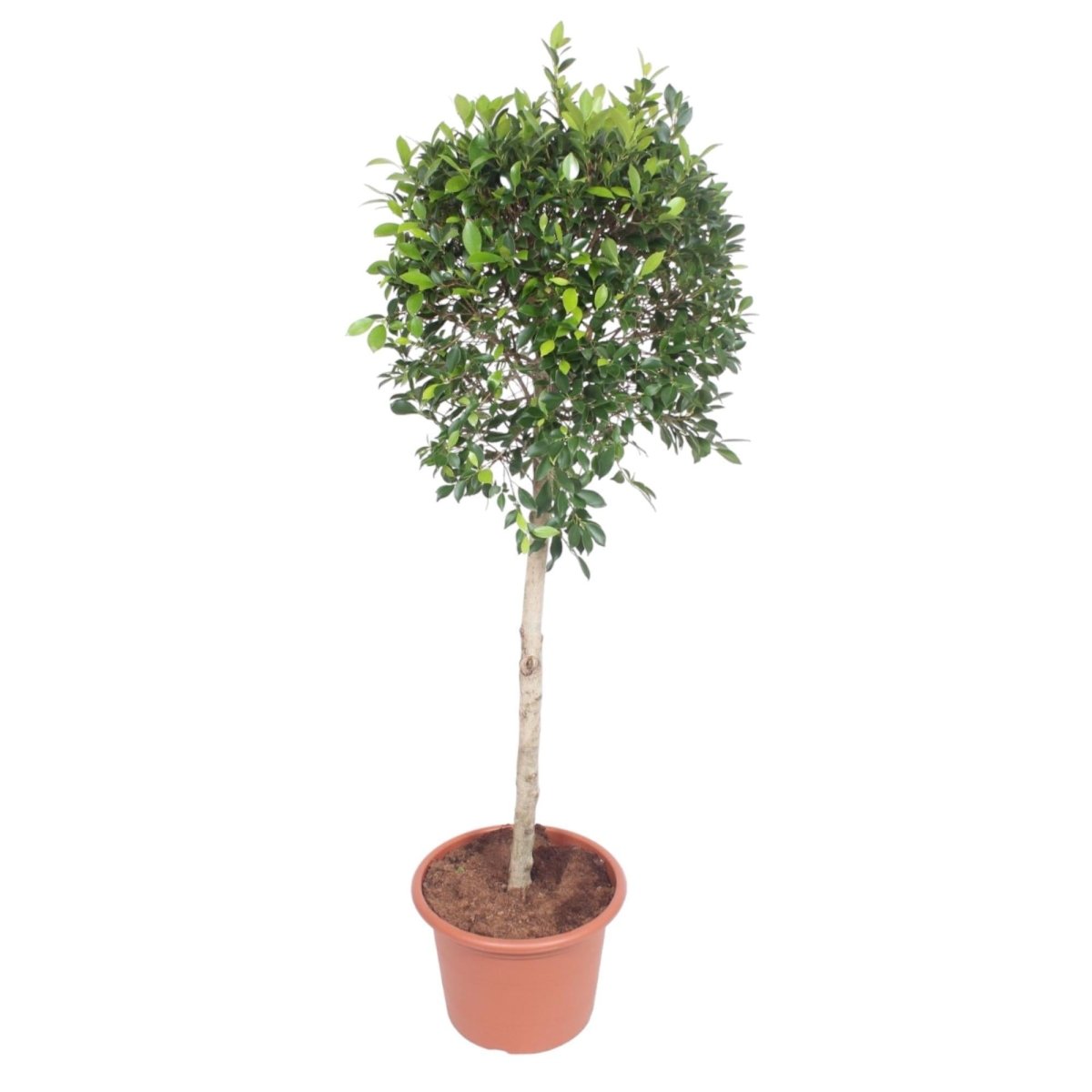 Ficus Nitida boom 1 - LushLeaf | Online planten bestellen