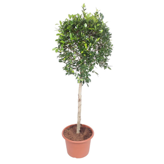 Ficus Nitida boom 1 - LushLeaf | Online planten bestellen