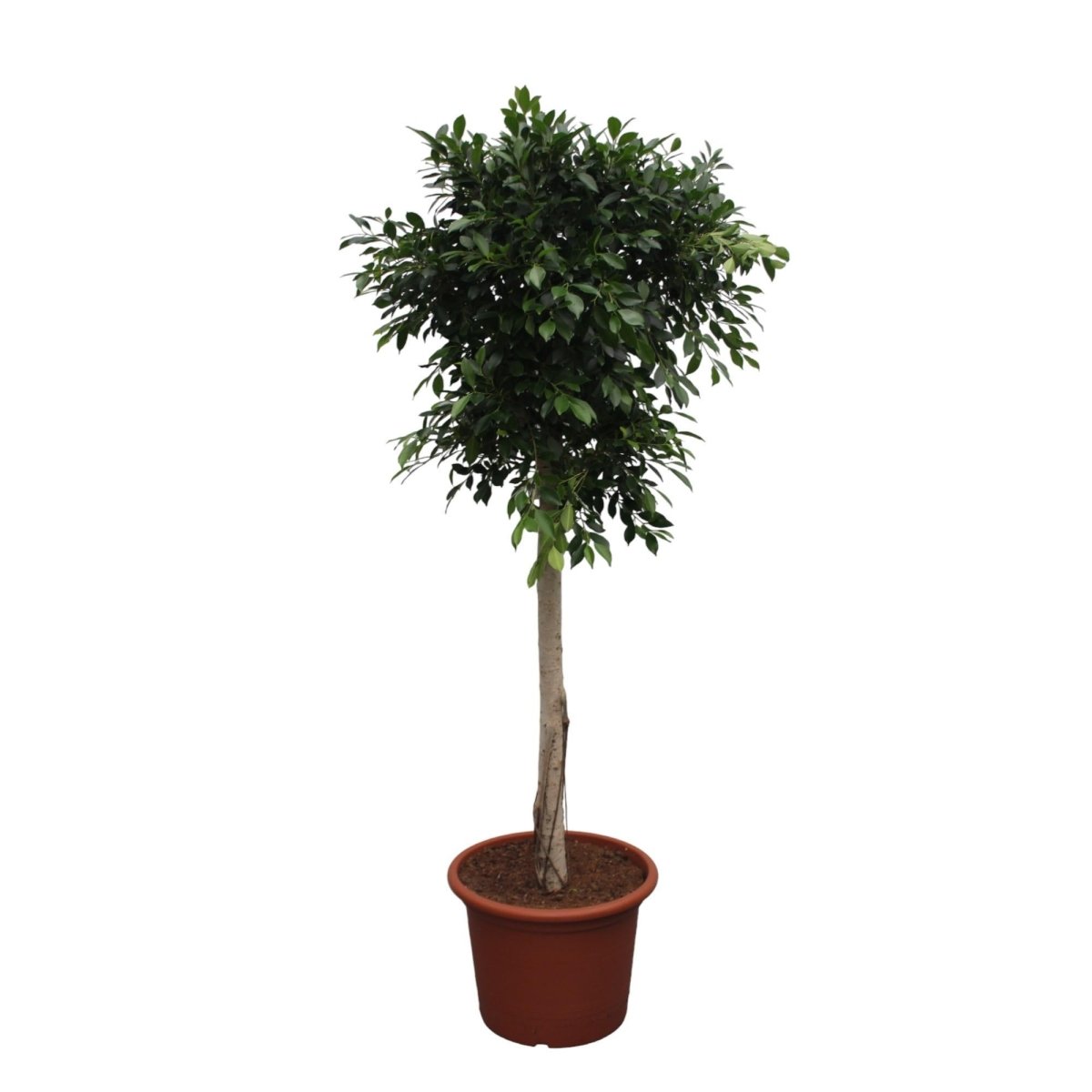 Ficus Nitida boom 6 - LushLeaf | Online planten bestellen