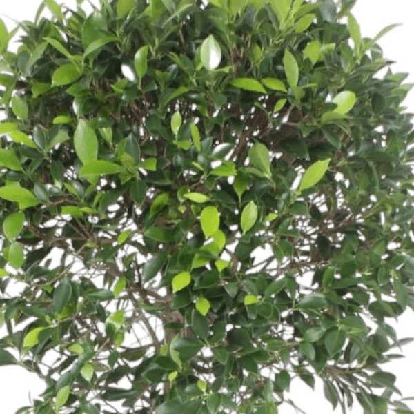 Ficus Nitida boom 2 - LushLeaf | Online planten bestellen