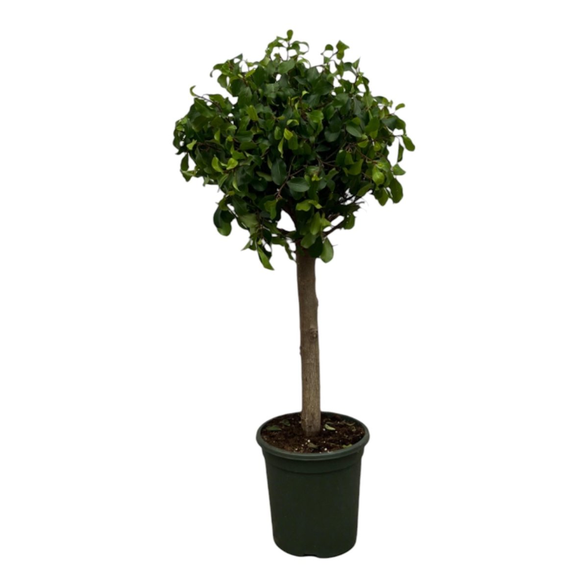 Ficus Nitida (Moclame) op stam 1 - LushLeaf | Online planten bestellen