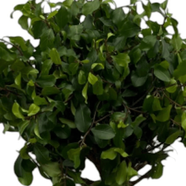 Ficus Nitida (Moclame) op stam 2 - LushLeaf | Online planten bestellen