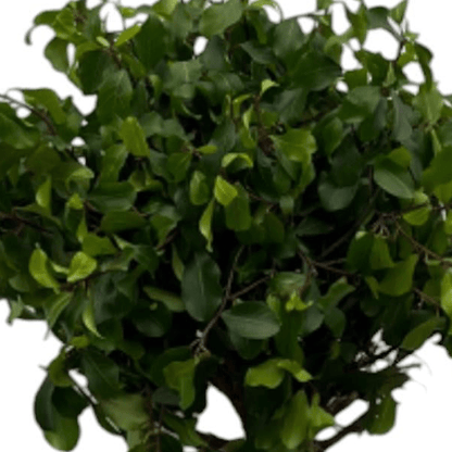 Ficus Nitida (Moclame) op stam 2 - LushLeaf | Online planten bestellen