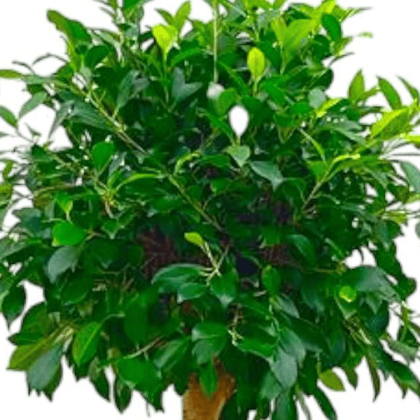 Ficus Nitida op stam 2 - LushLeaf | Online planten bestellen