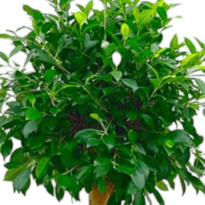 Ficus Nitida op stam 2 - LushLeaf | Online planten bestellen
