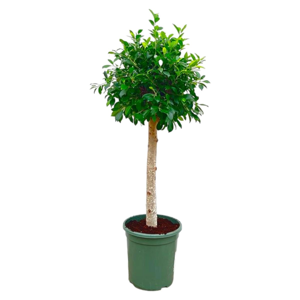 Ficus Nitida op stam 1 - LushLeaf | Online planten bestellen
