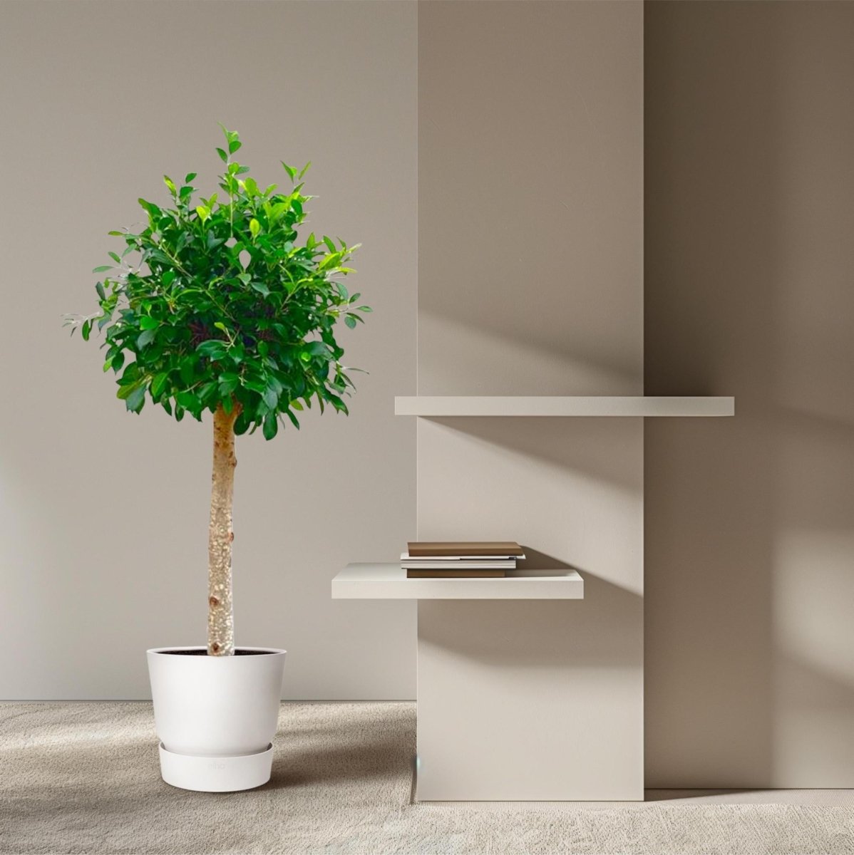Ficus Nitida op stam 3 - LushLeaf | Online planten bestellen
