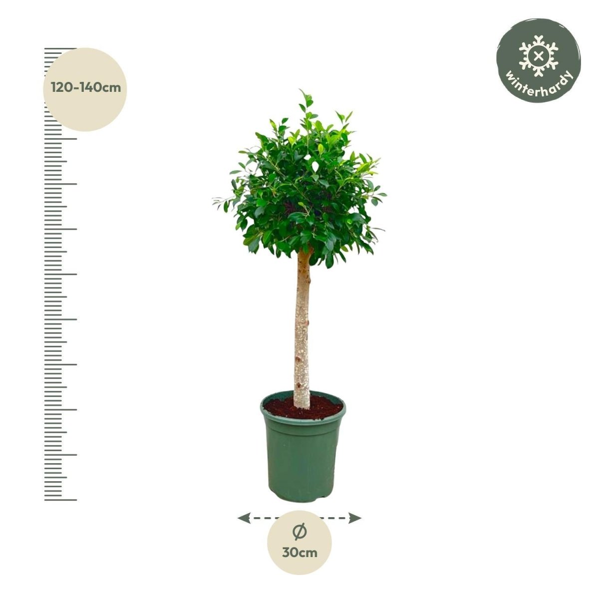 Ficus Nitida op stam 4 - LushLeaf | Online planten bestellen