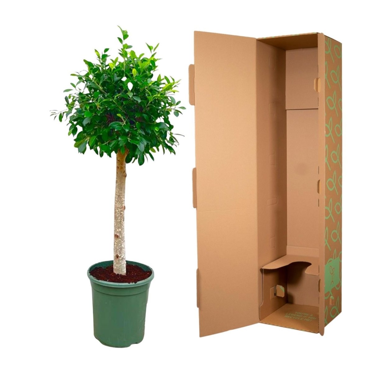 Ficus Nitida op stam 5 - LushLeaf | Online planten bestellen