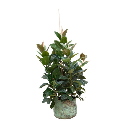 Ficus Robusta vertakt 1 - LushLeaf | Online planten bestellen