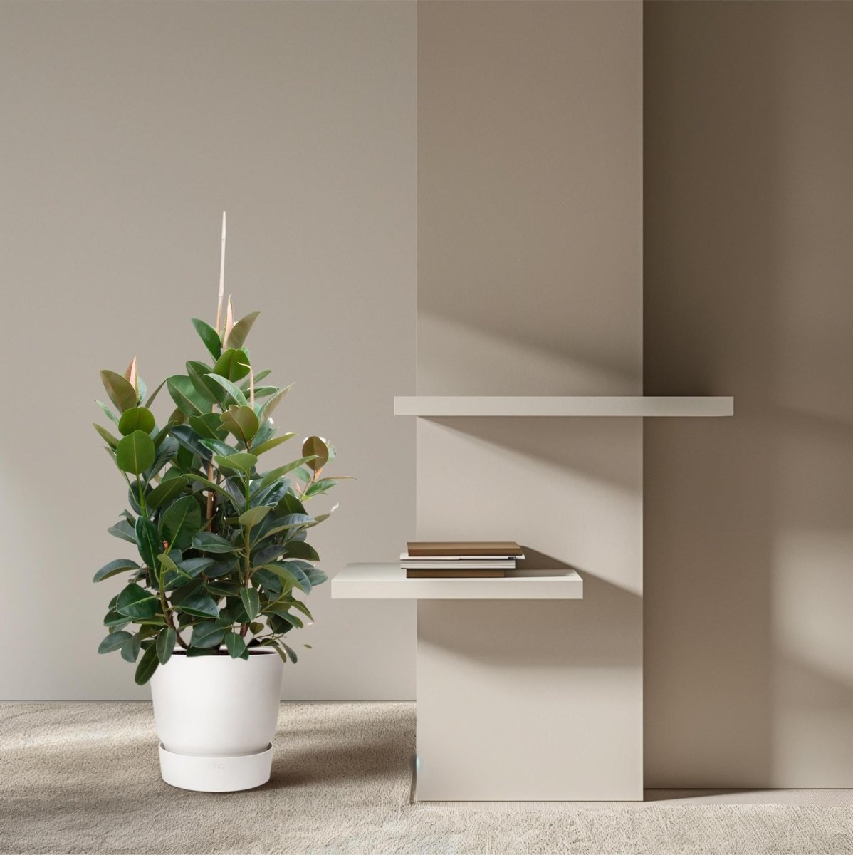 Ficus Robusta vertakt 3 - LushLeaf | Online planten bestellen