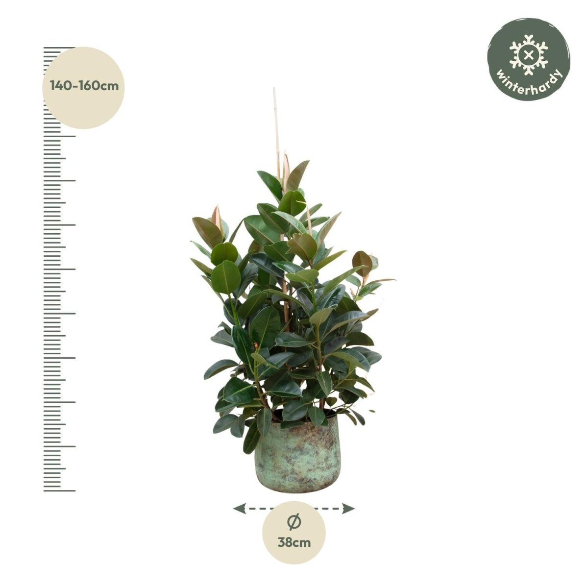 Ficus Robusta vertakt 4 - LushLeaf | Online planten bestellen