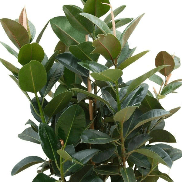Ficus Robusta vertakt 2 - LushLeaf | Online planten bestellen