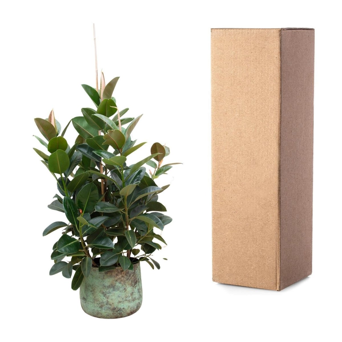 Ficus Robusta vertakt 5 - LushLeaf | Online planten bestellen