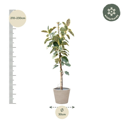Ficus Tineke Op Stam 4 - LushLeaf | Online planten bestellen