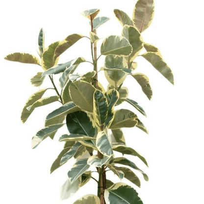 Ficus Tineke Op Stam 2 - LushLeaf | Online planten bestellen