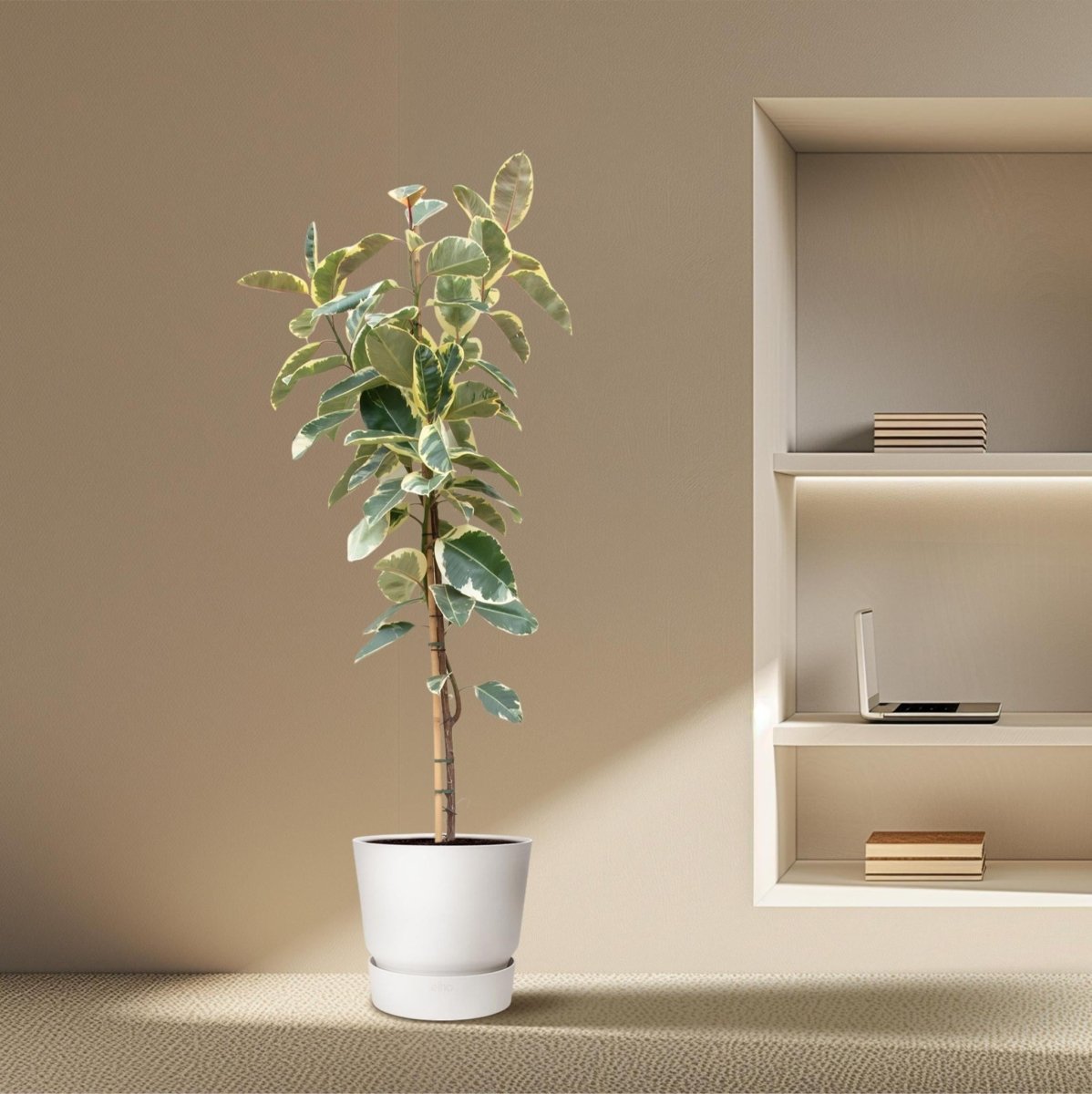 Ficus Tineke Op Stam 3 - LushLeaf | Online planten bestellen