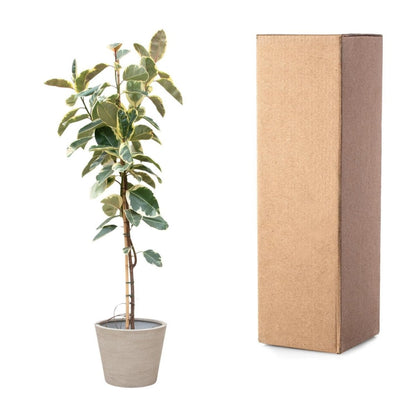 Ficus Tineke Op Stam 5 - LushLeaf | Online planten bestellen