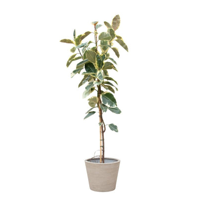 Ficus Tineke Op Stam 1 - LushLeaf | Online planten bestellen