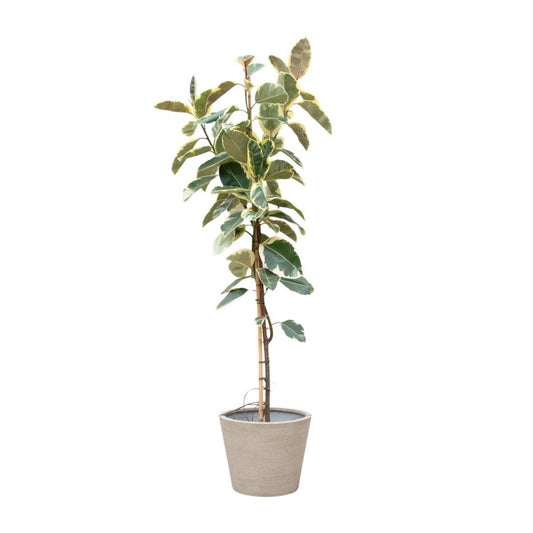 Ficus Tineke Op Stam 1 - LushLeaf | Online planten bestellen