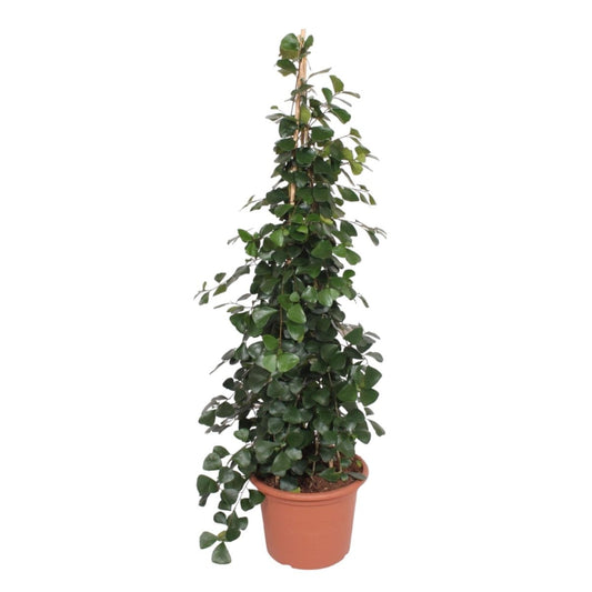 Ficus Trinova pyramide 1 - LushLeaf | Online planten bestellen