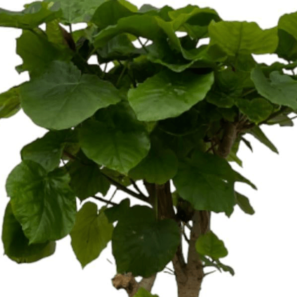 Ficus Umbellata op stam 2 - LushLeaf | Online planten bestellen