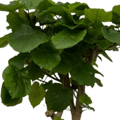 Ficus Umbellata op stam 2 - LushLeaf | Online planten bestellen