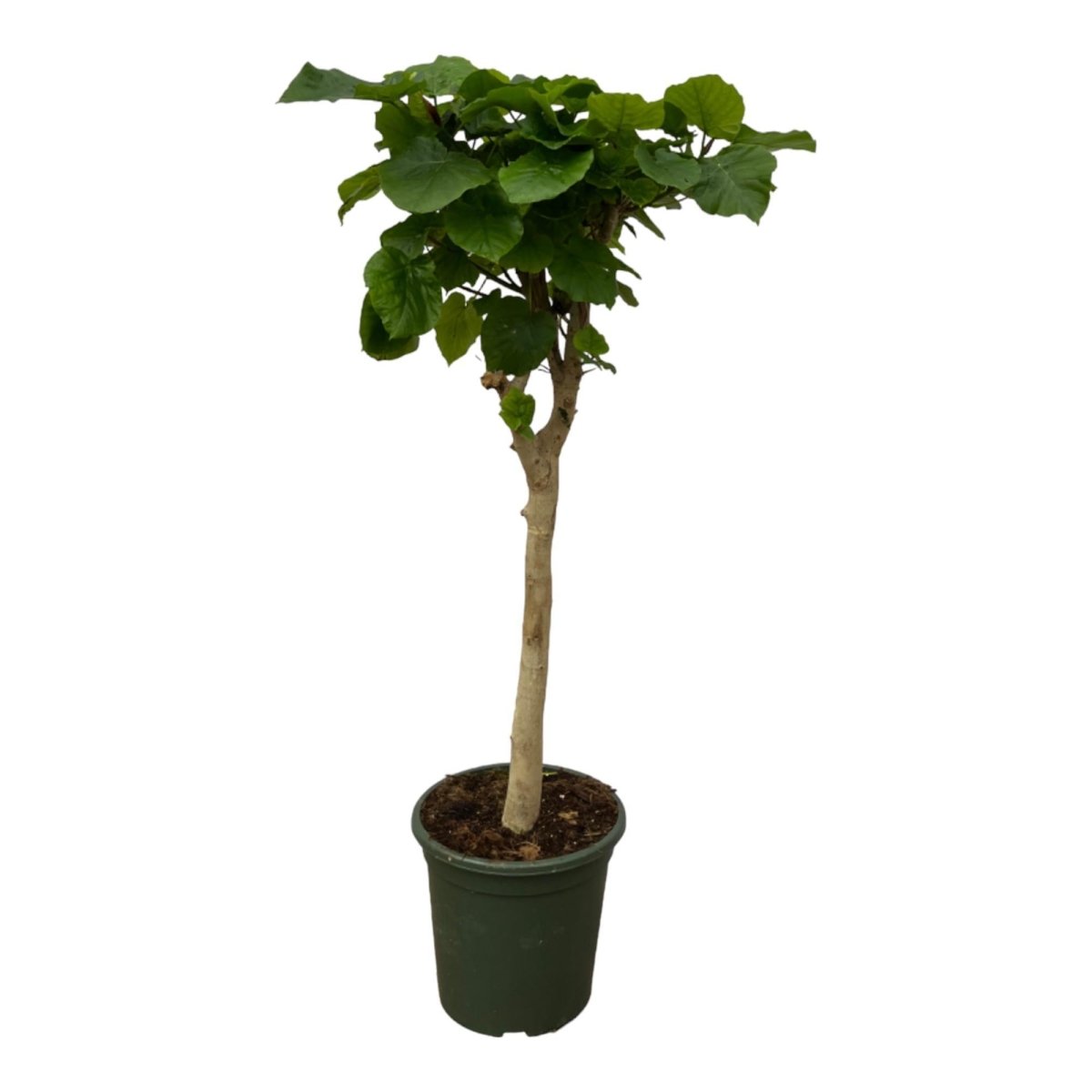 Ficus Umbellata op stam 1 - LushLeaf | Online planten bestellen