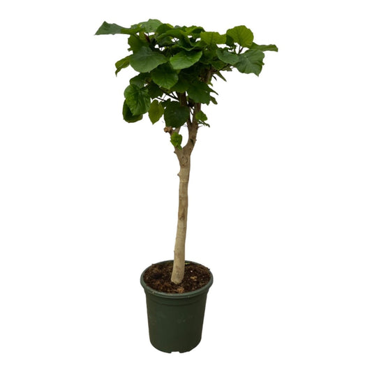 Ficus Umbellata op stam 1 - LushLeaf | Online planten bestellen