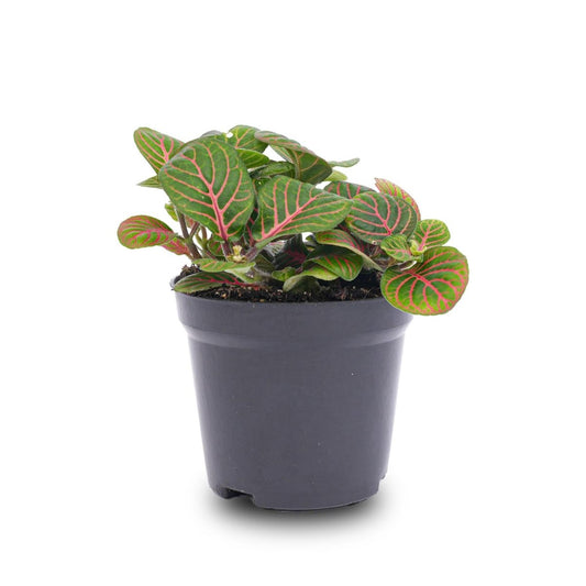 Fittonia Bubble Red | Terrarium plant 1 - LushLeaf | Online planten bestellen