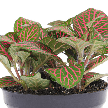 Fittonia red | Terrarium plant 2 - LushLeaf | Online planten bestellen