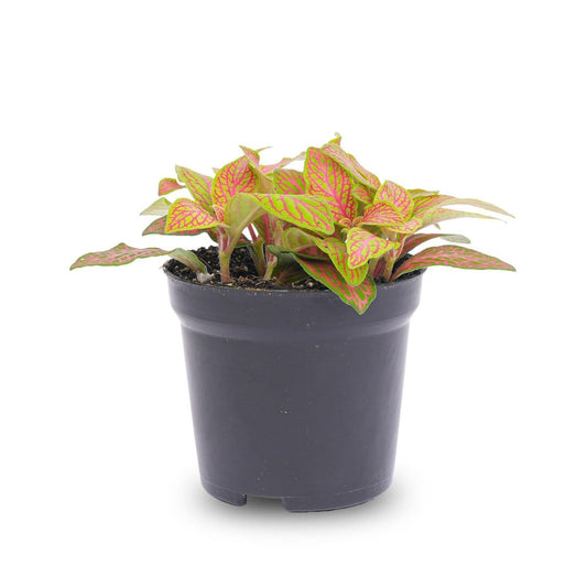 Fittonia Ruby Lime | Terrarium plant 1 - LushLeaf | Online planten bestellen