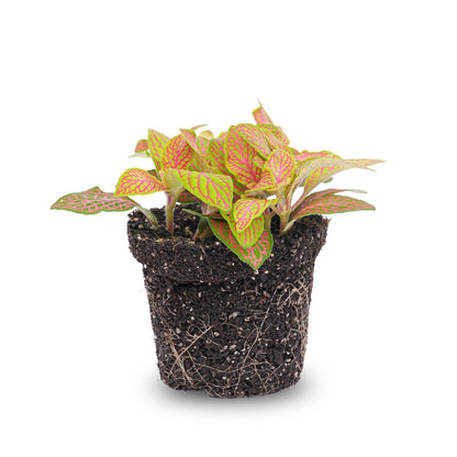 Fittonia Ruby Lime | Terrarium plant 3 - LushLeaf | Online planten bestellen